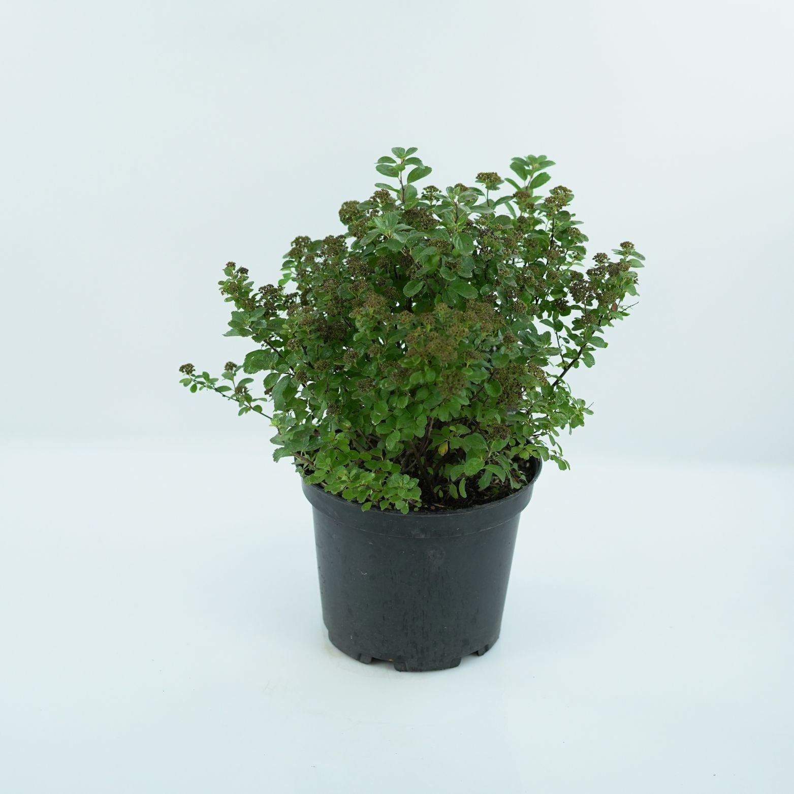 SPIRAEA BETULIFOLIA 'TOR' Tawuła brzozolistna