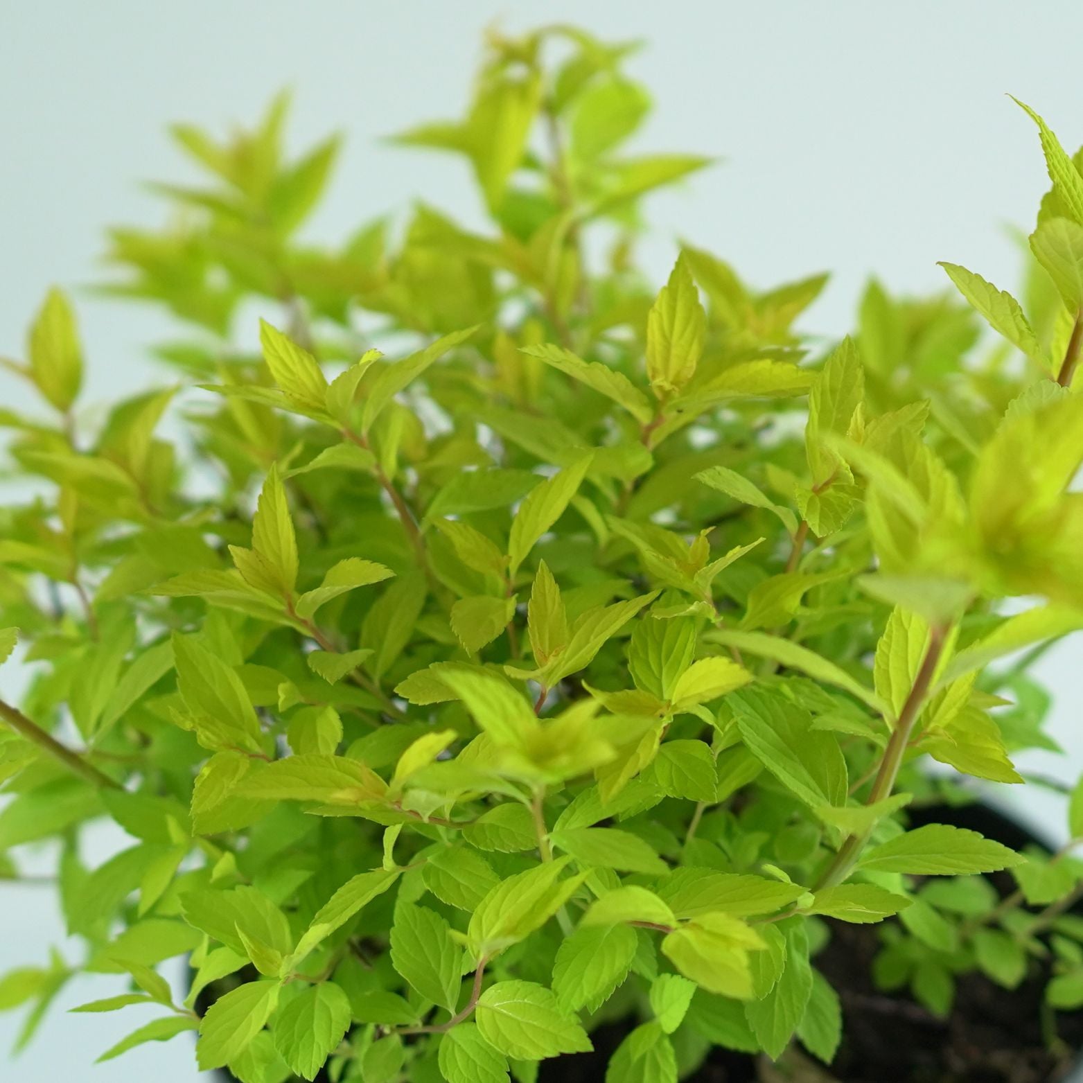 SPIRAEA JAPONICA 'Goldmound' Tawuła japońska