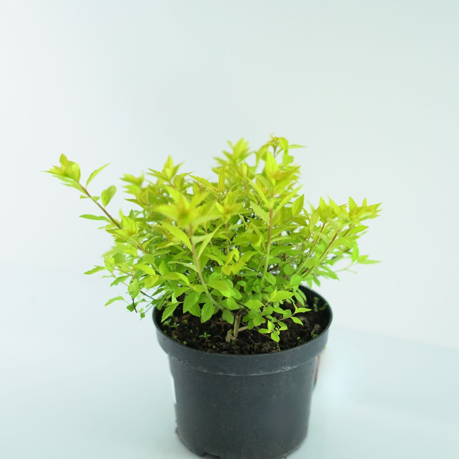 SPIRAEA JAPONICA 'Goldmound' Tawuła japońska