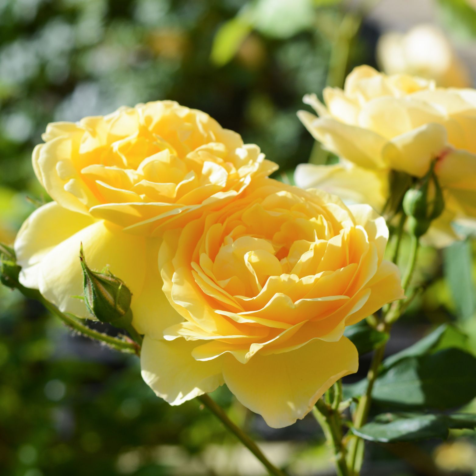 STARLET ROSES 'ELIDA' Róża