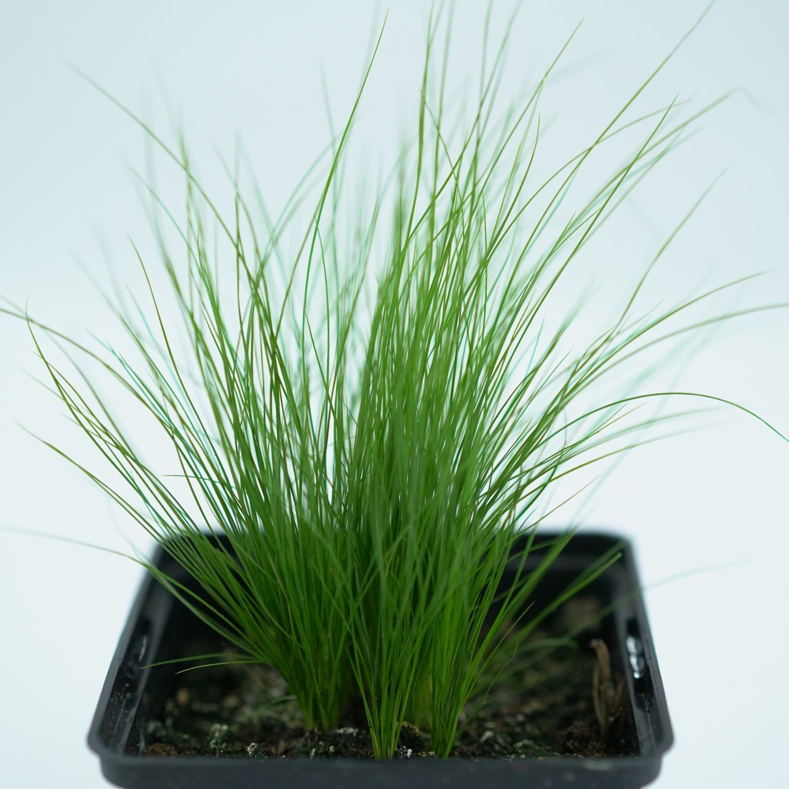 STIPA TENUISSIMA 'PONY TAILS' Ostnica mocna