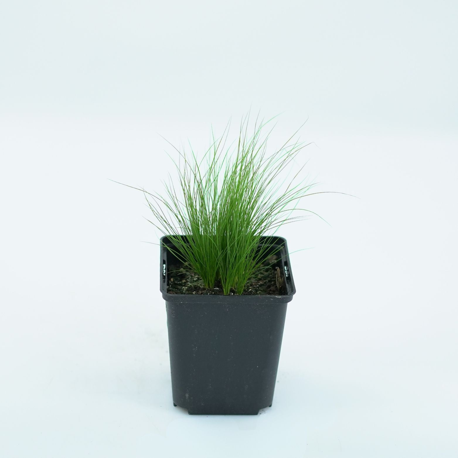 STIPA TENUISSIMA 'PONY TAILS' Ostnica mocna