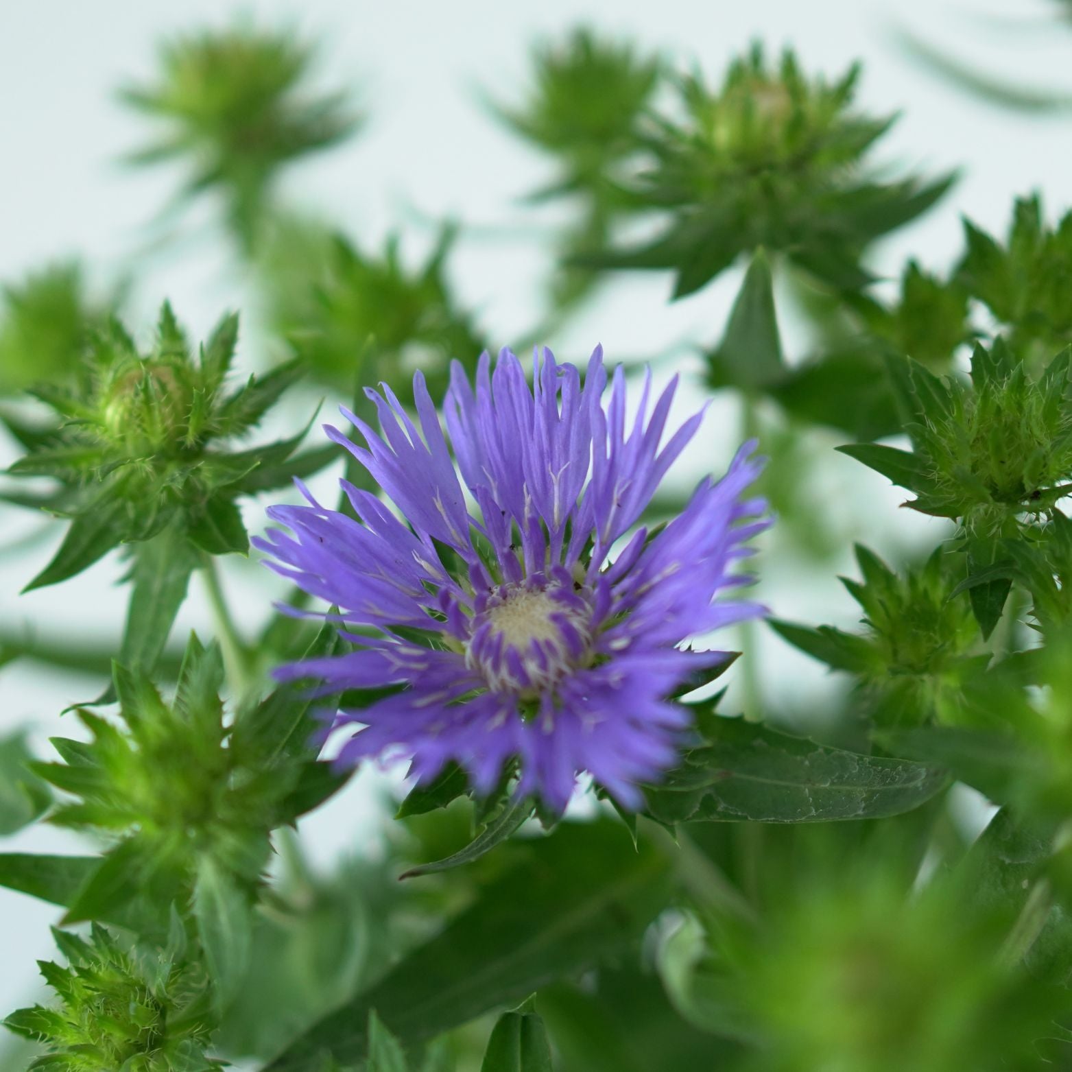 STOKESIA LAEVIS Stokezja gładka