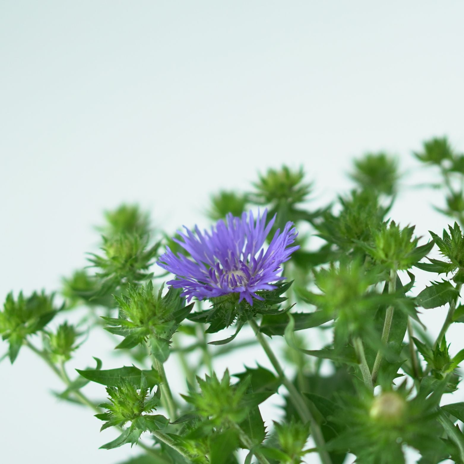 STOKESIA LAEVIS Stokezja gładka