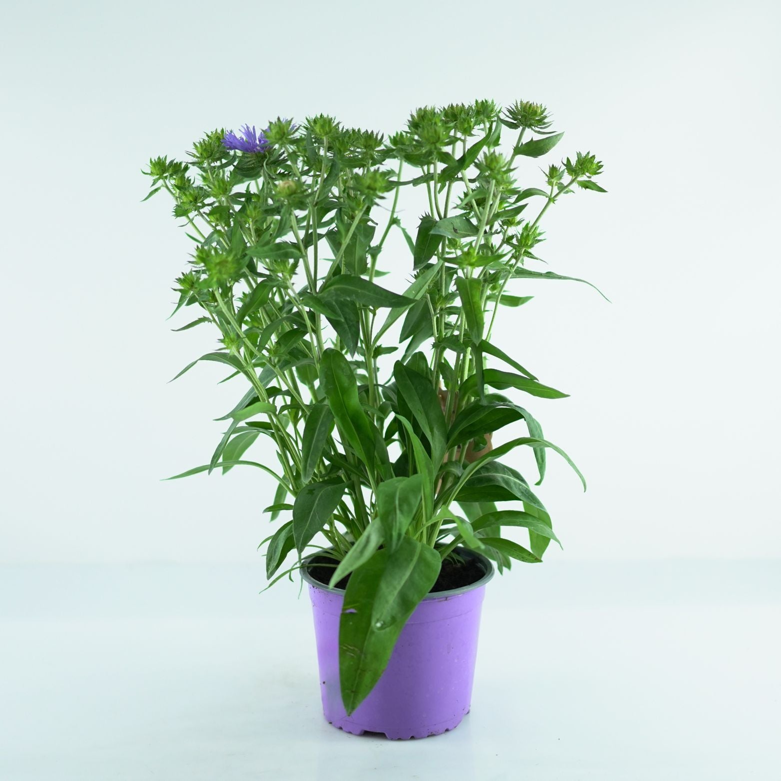STOKESIA LAEVIS Stokezja gładka