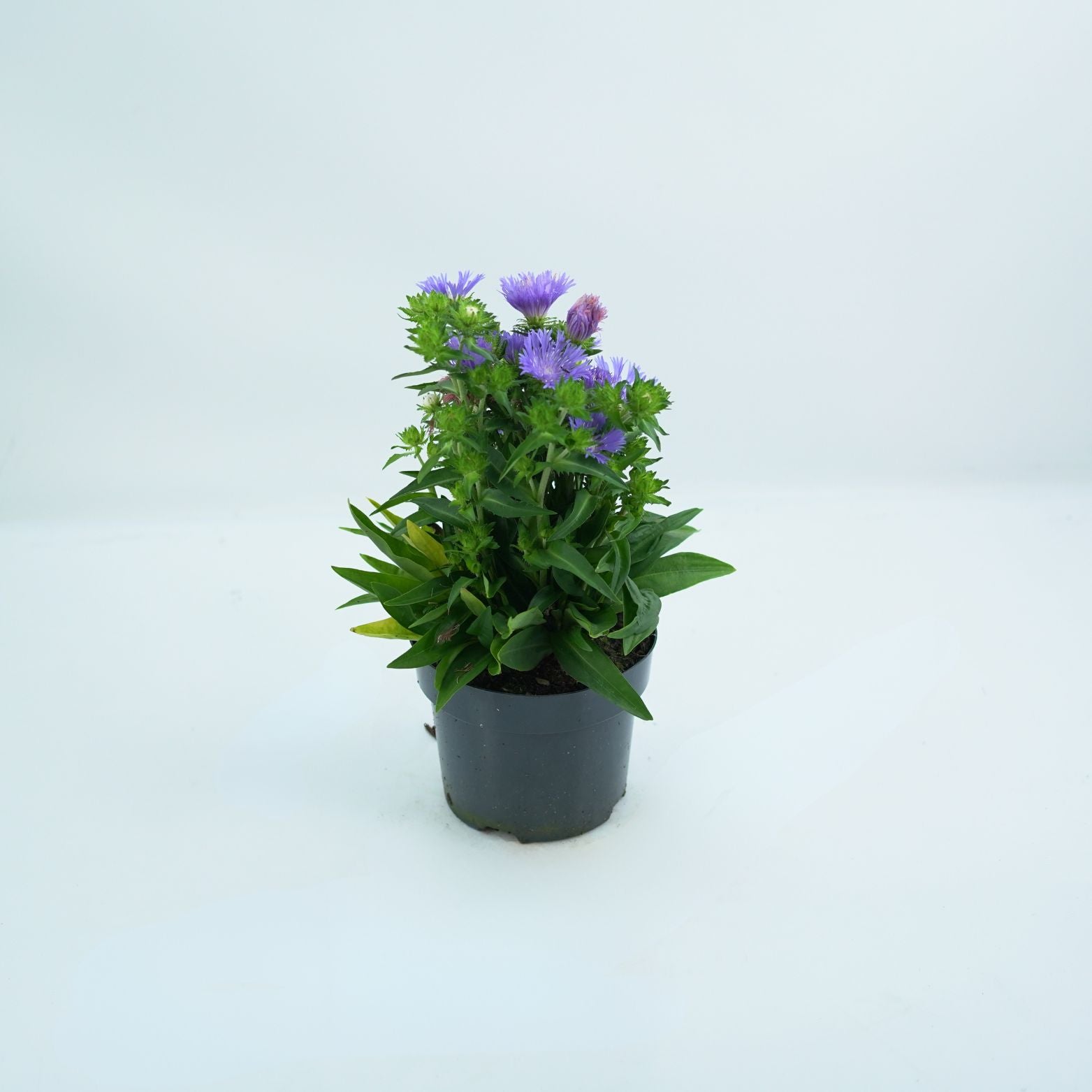 STOKESIA LAEVIS 'MEL'S BLUE' Stokezja gładka