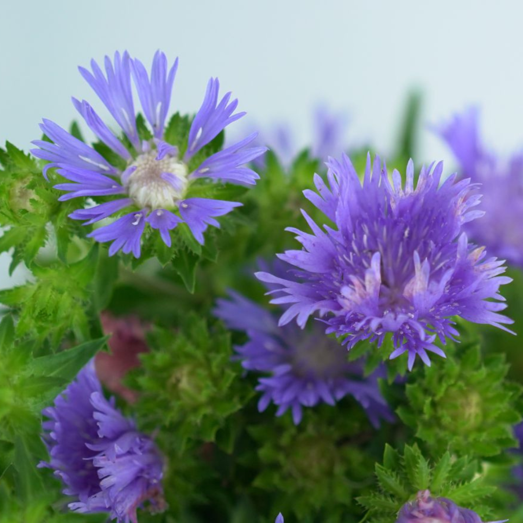 STOKESIA LAEVIS 'MEL'S BLUE' Stokezja gładka