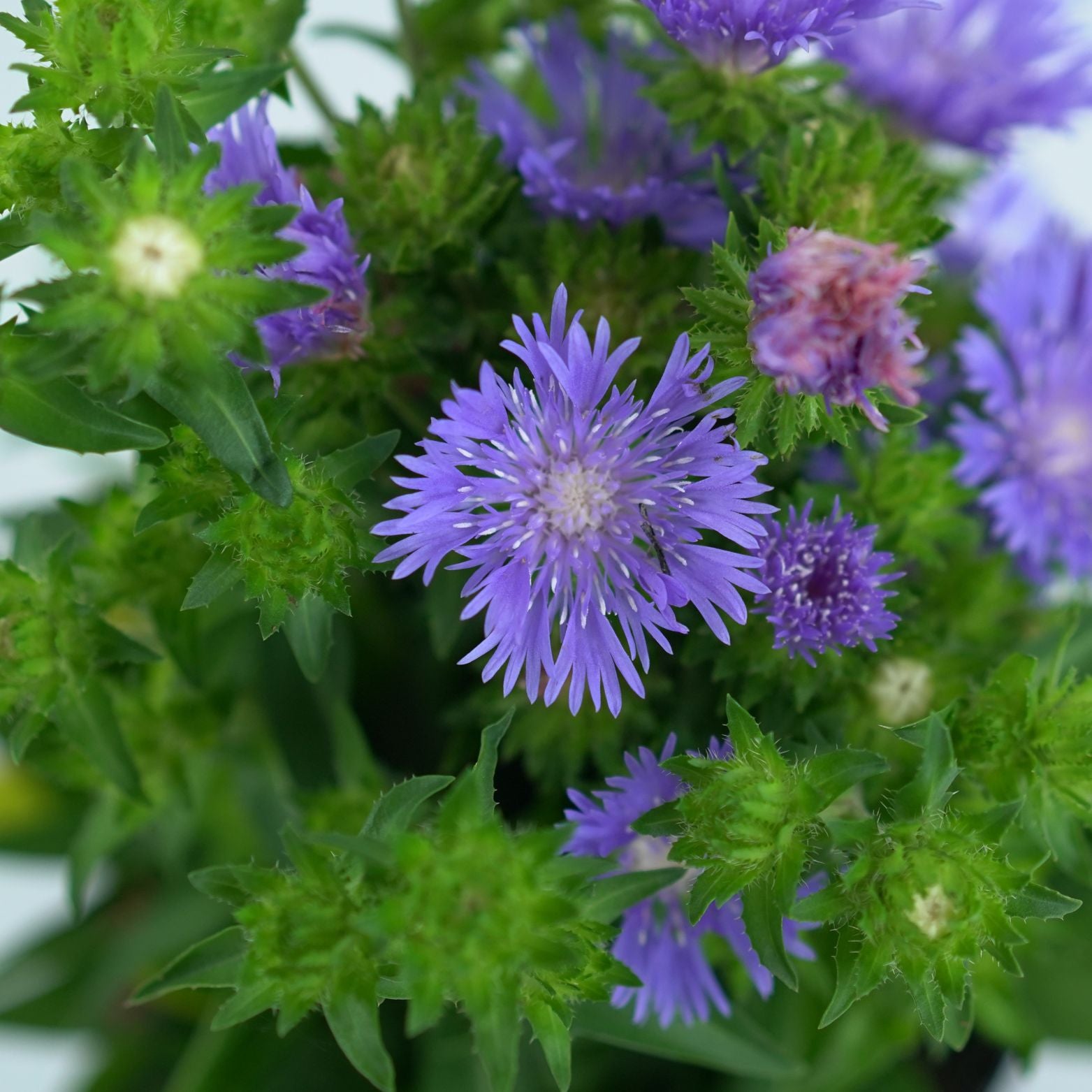 STOKESIA LAEVIS 'MEL'S BLUE' Stokezja gładka