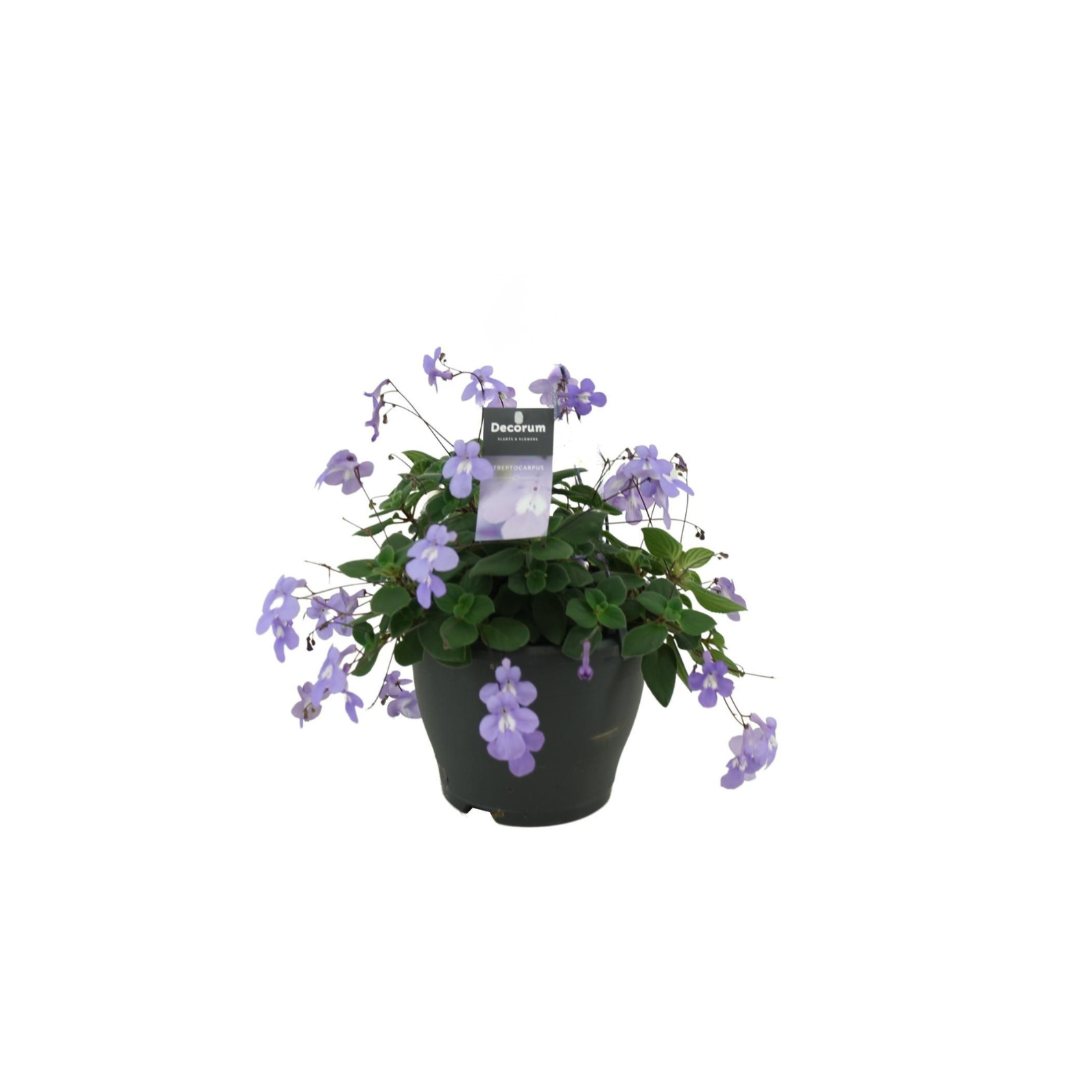 STREPTOCARPUS SAXORUM Skrętnik