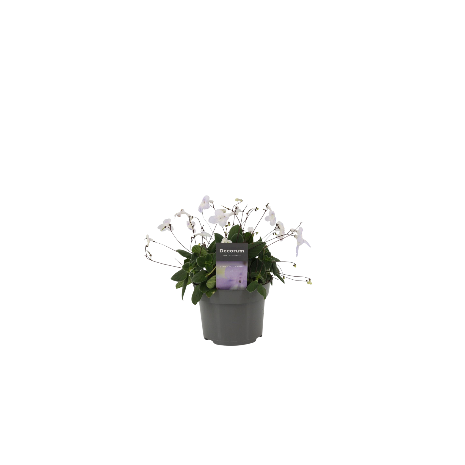 STREPTOCARPUS SAXORUM Skrętnik