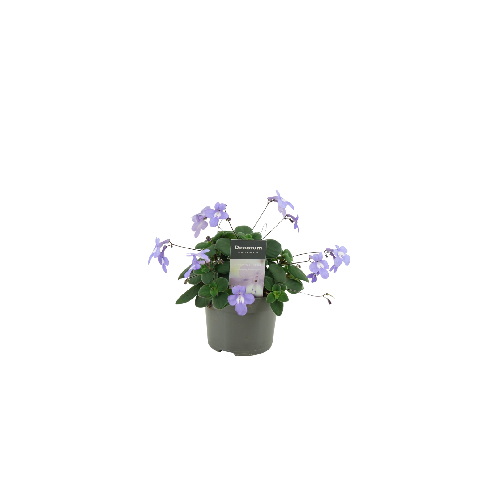 STREPTOCARPUS SAXORUM Skrętnik