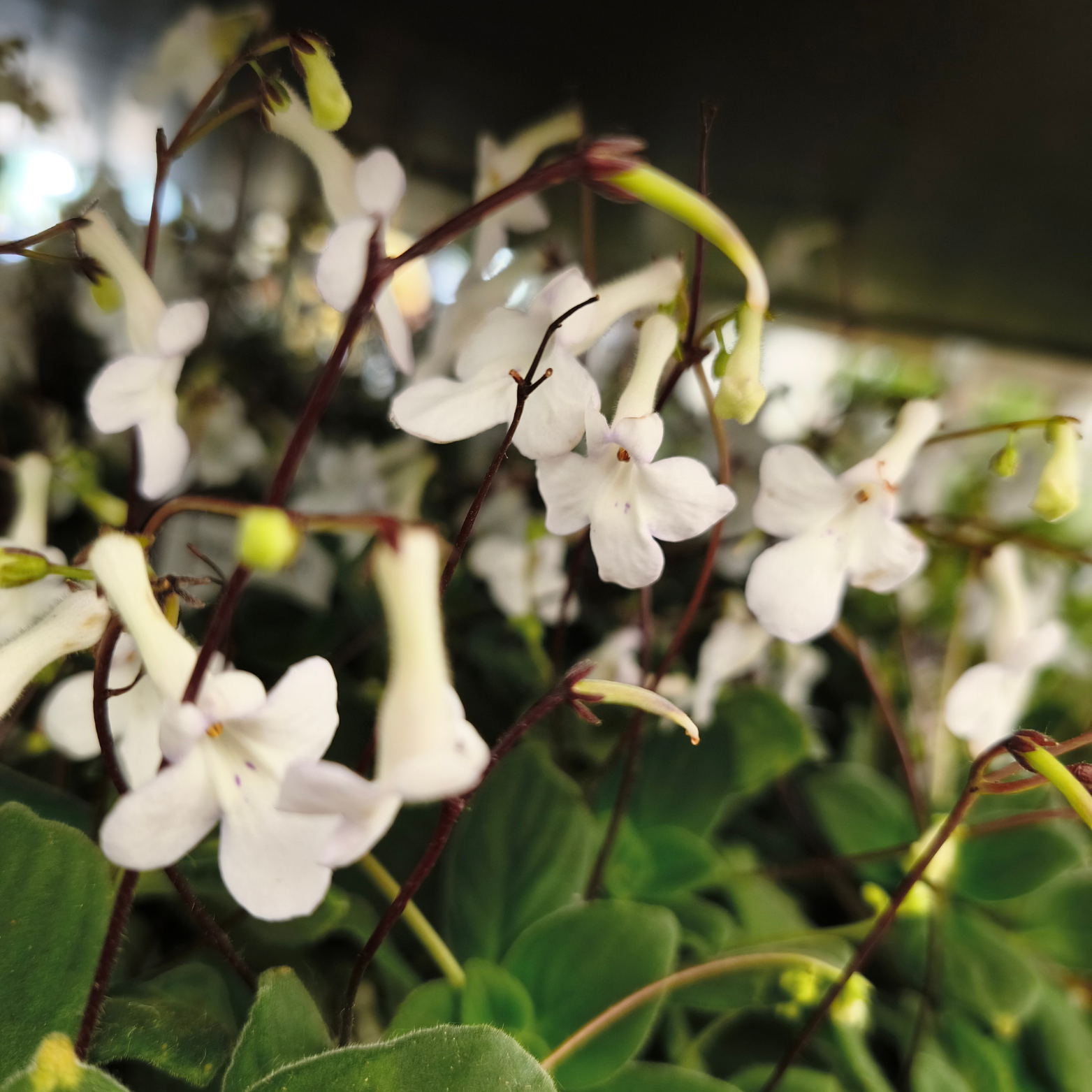 STREPTOCARPUS SAXORUM Skrętnik