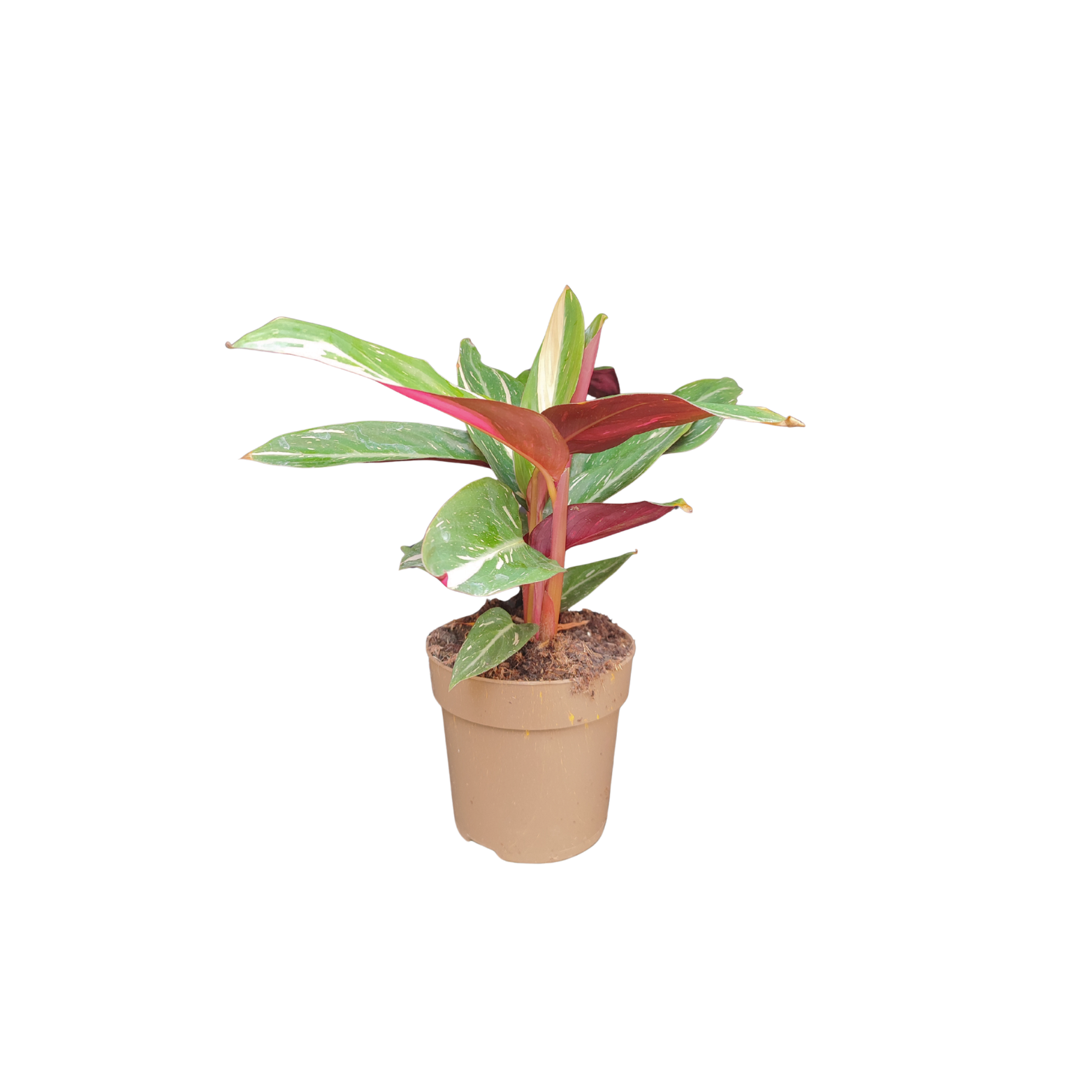 STROMANTHE 'MAGIC STAR'