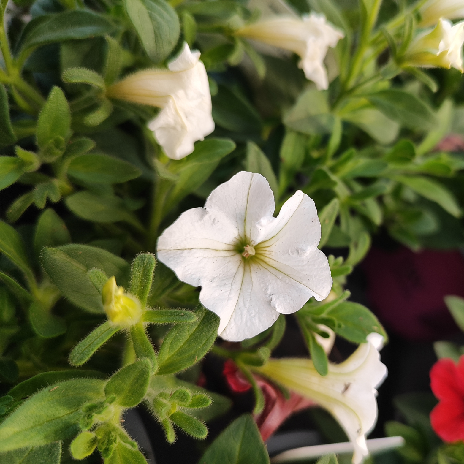 SUPERTUNIA MINI VISTA Petunia, wiele kolorów