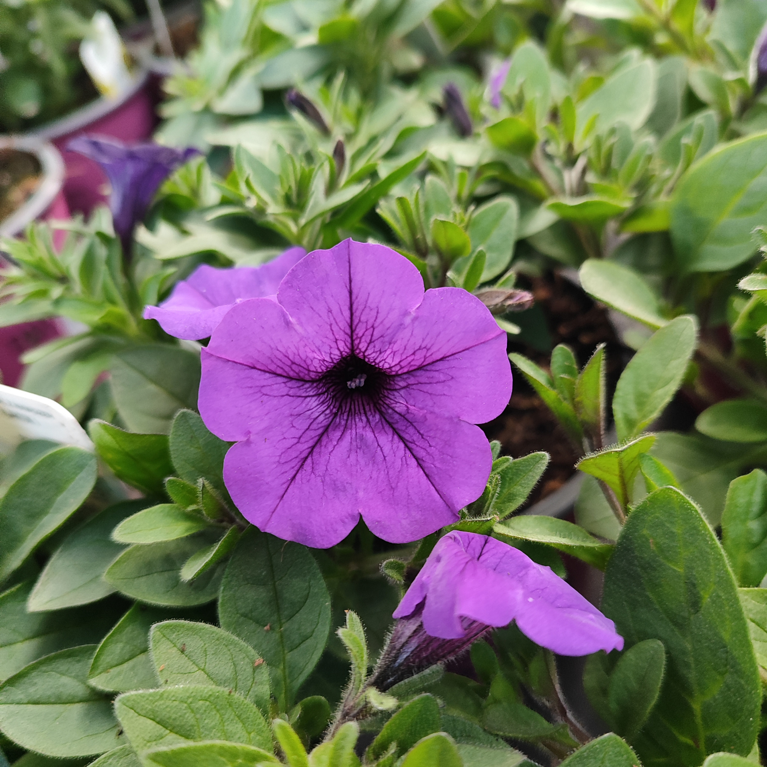 SUPERTUNIA MINI VISTA Petunia, wiele kolorów