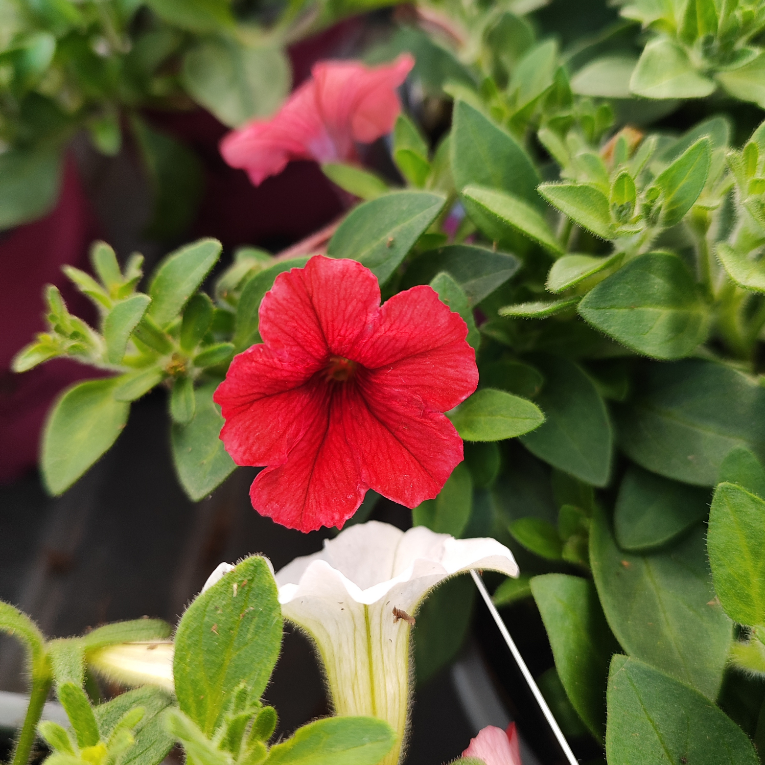 SUPERTUNIA MINI VISTA Petunia, wiele kolorów