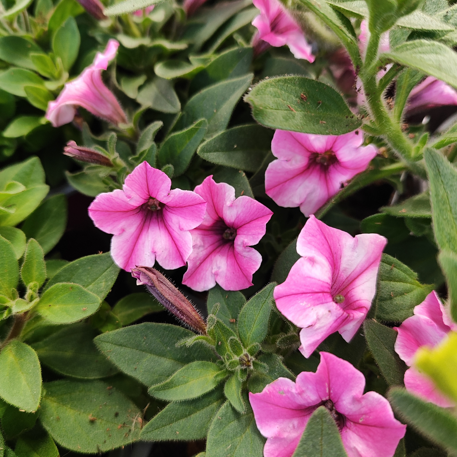 SUPERTUNIA MINI VISTA Petunia, wiele kolorów