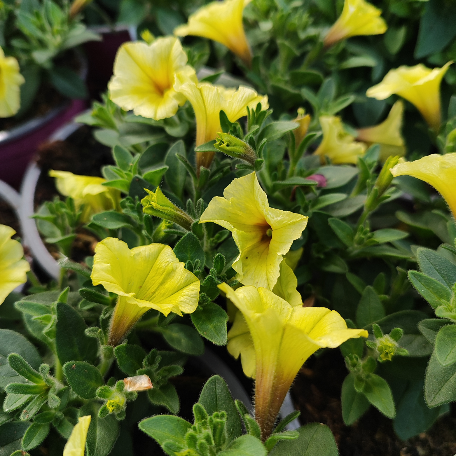 SUPERTUNIA MINI VISTA Petunia, wiele kolorów