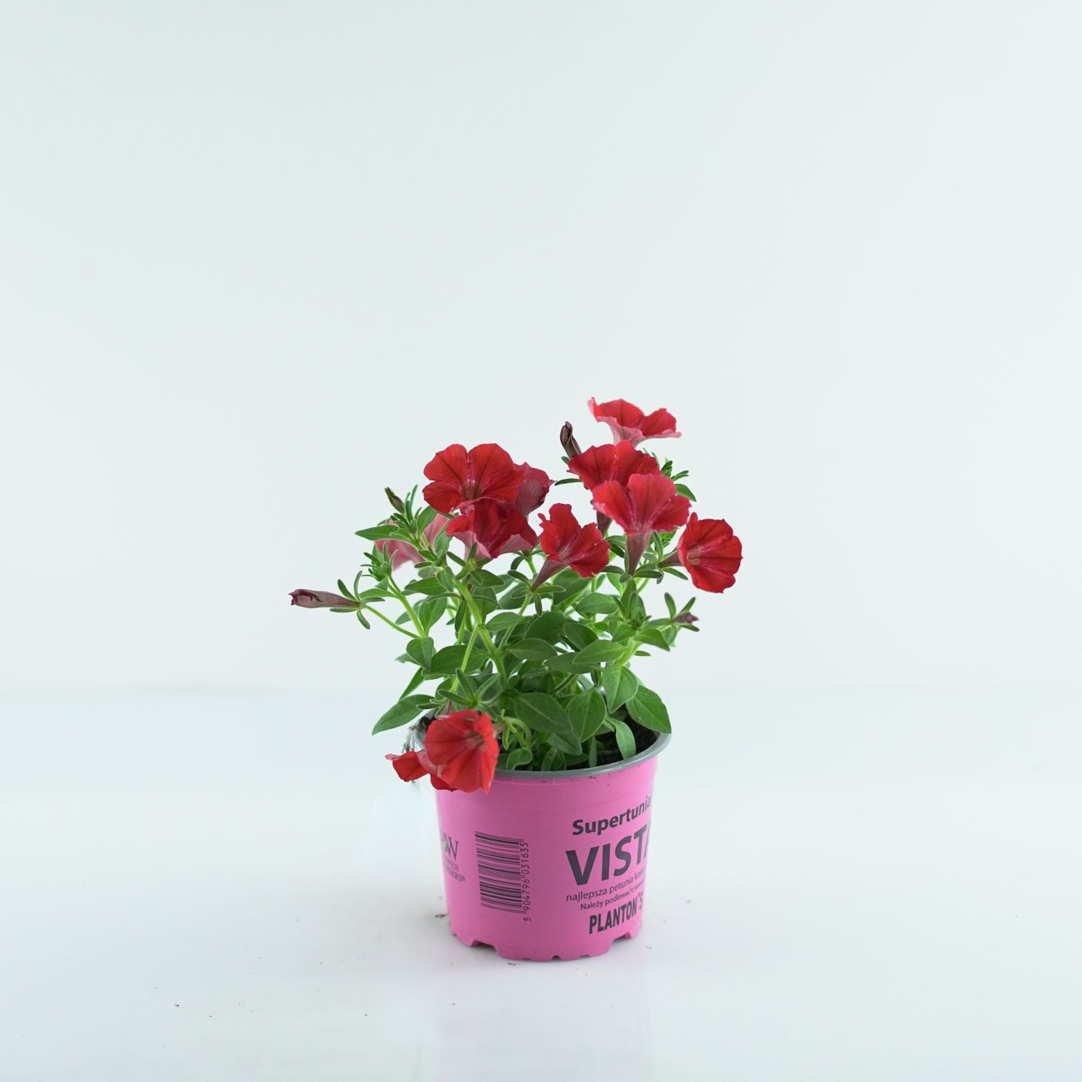 SUPERTUNIA VISTA Petunia wiele kolorów