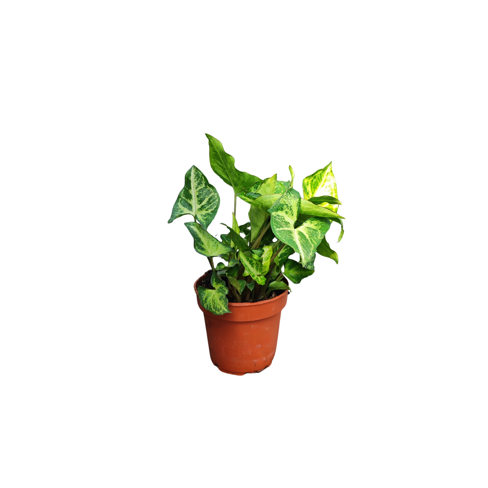 SYNGONIUM 'ARROW' Zroślicha