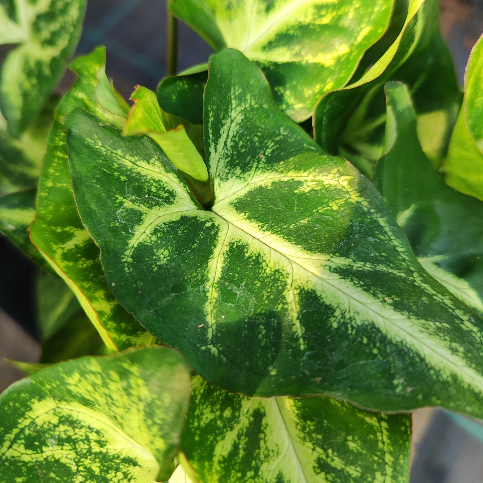 SYNGONIUM 'ARROW' Zroślicha