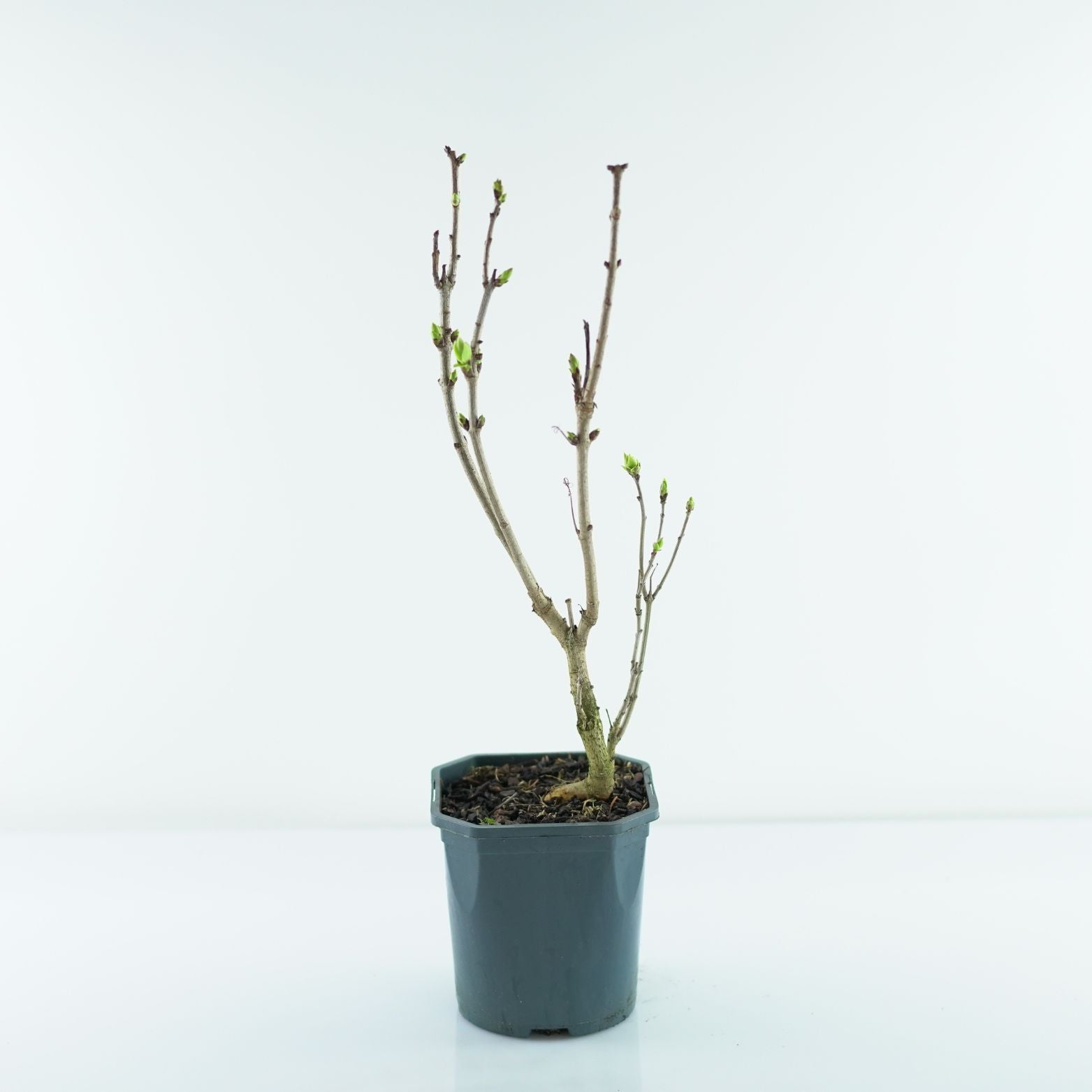 SYRINGA VULGARIS 'Michel Buchner' Lilak pospolity