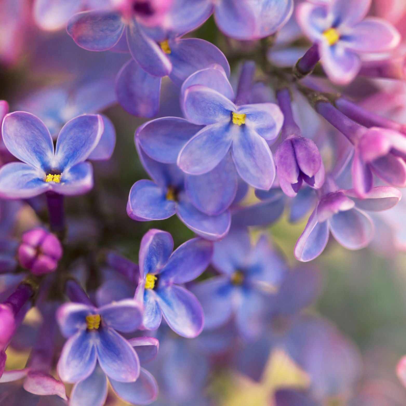 SYRINGA VULGARIS 'Michel Buchner' Lilak pospolity