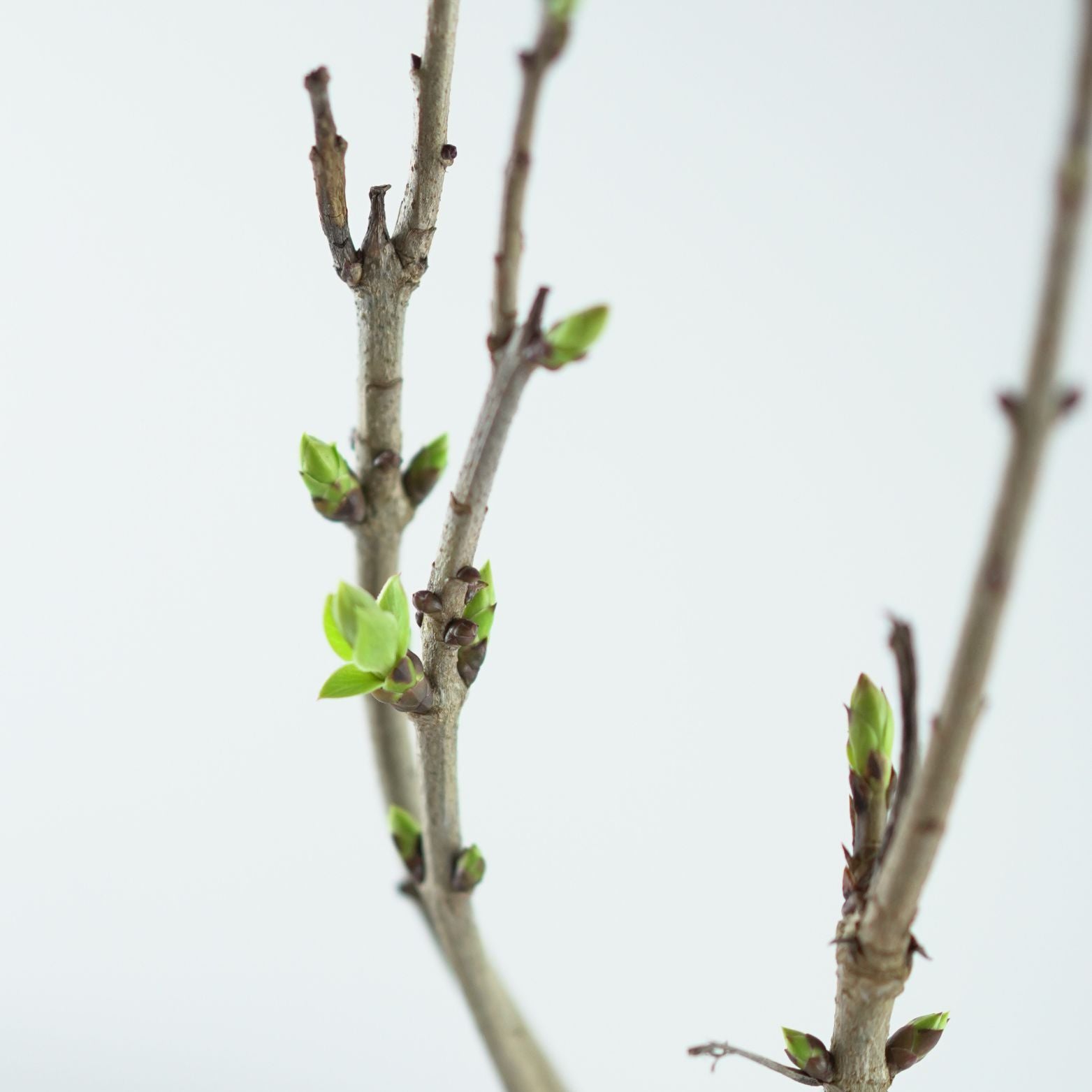 SYRINGA VULGARIS 'Michel Buchner' Lilak pospolity