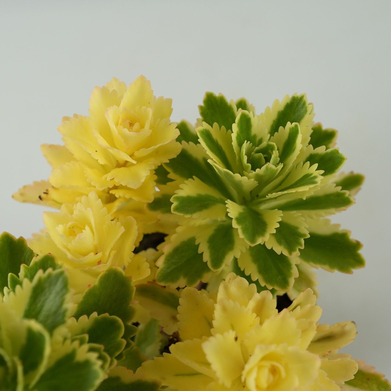 SEDUM TAKESIMENSE 'Atlantis' Rozchodnik