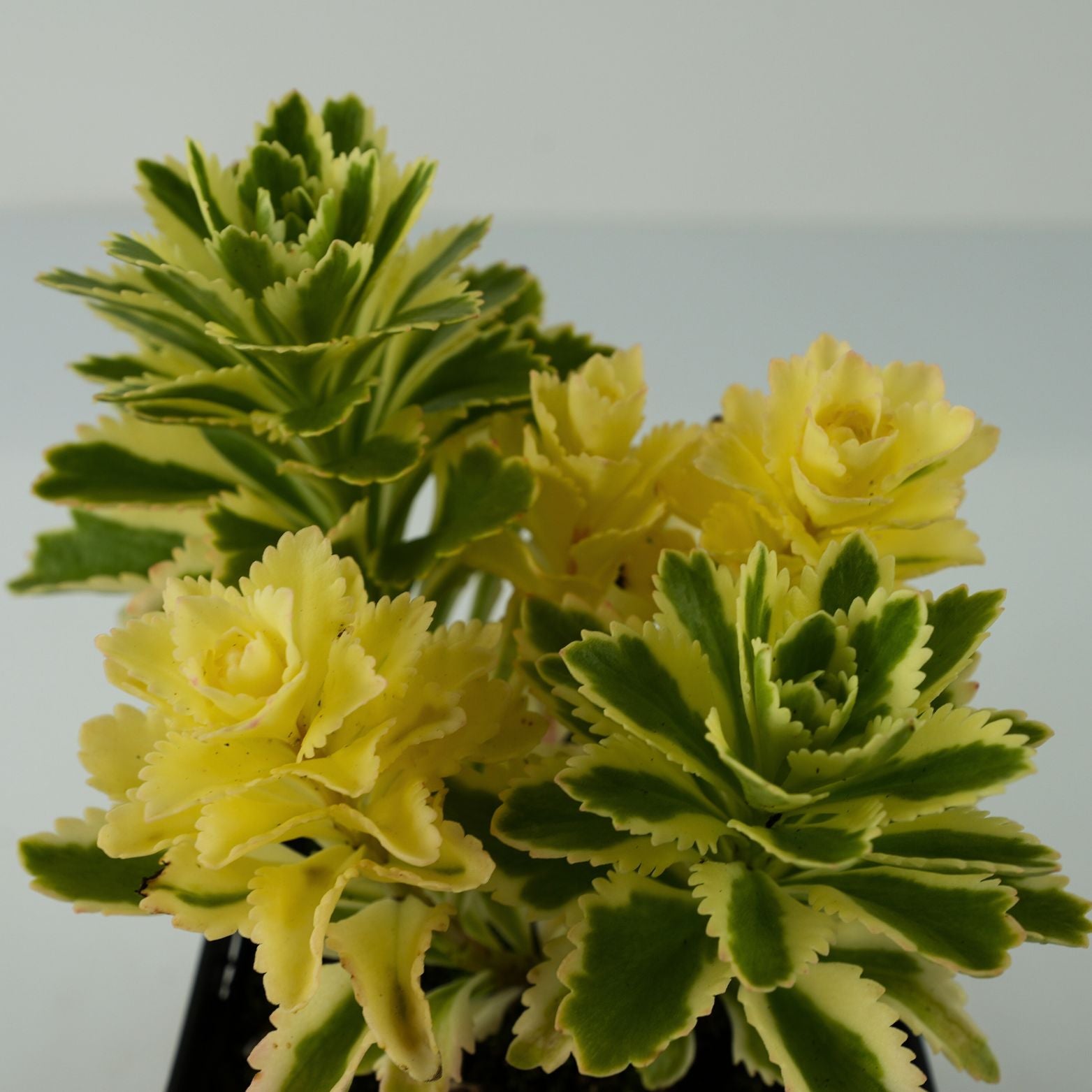 Sedum takesimense  Atlantis