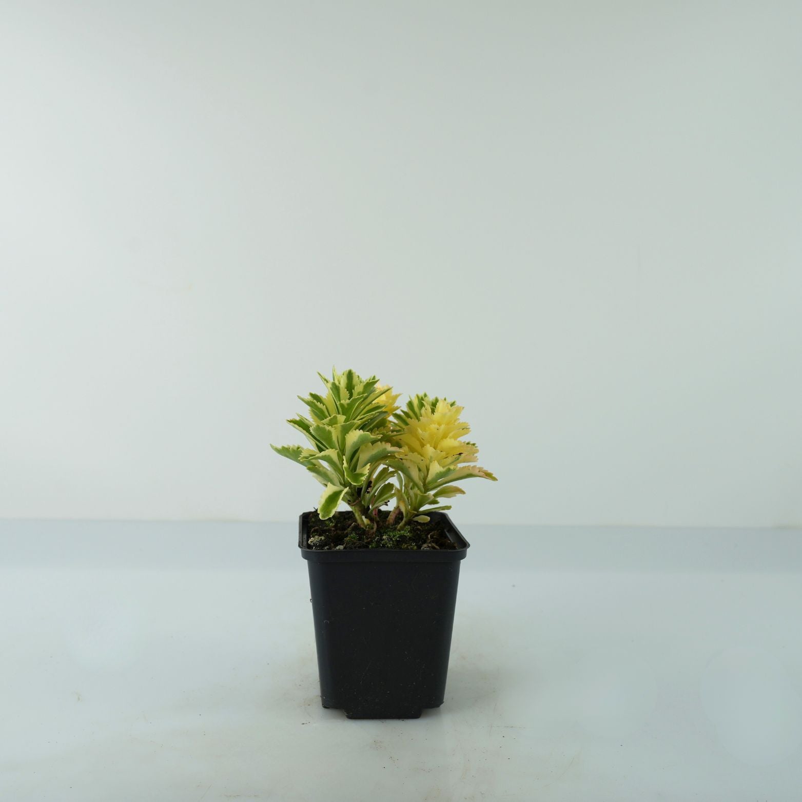 SEDUM TAKESIMENSE 'Atlantis' Rozchodnik