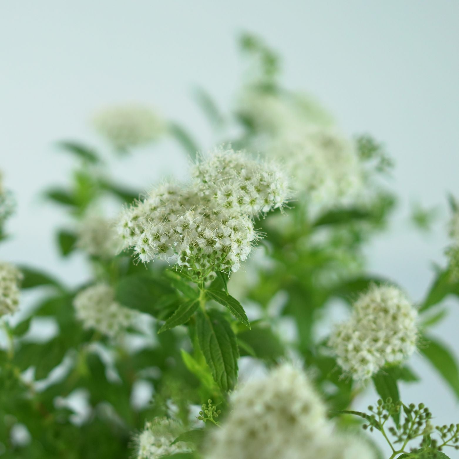 SPIRAEA JAPONICA 'Albiflora' Tawuła japońska