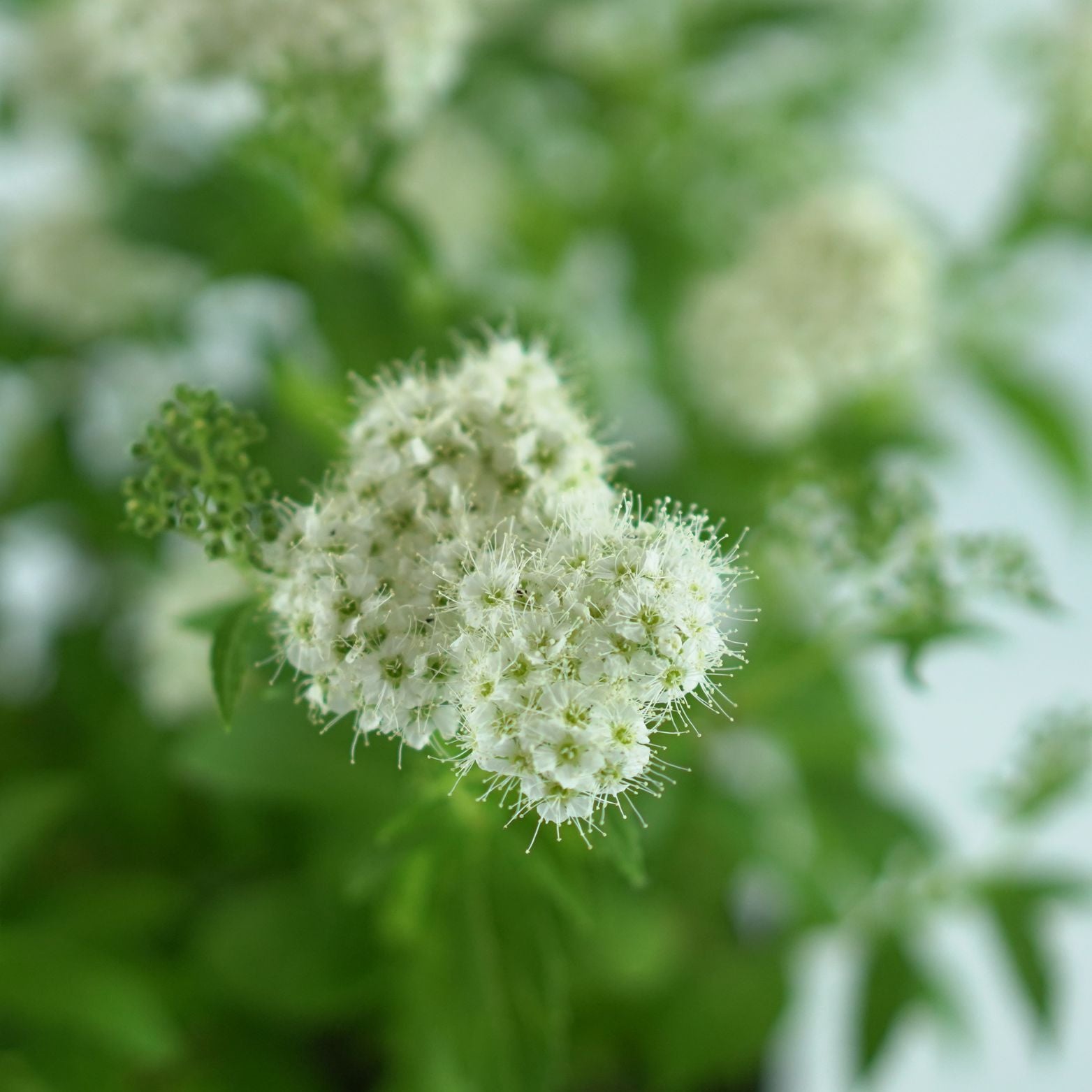 SPIRAEA JAPONICA 'Albiflora' Tawuła japońska