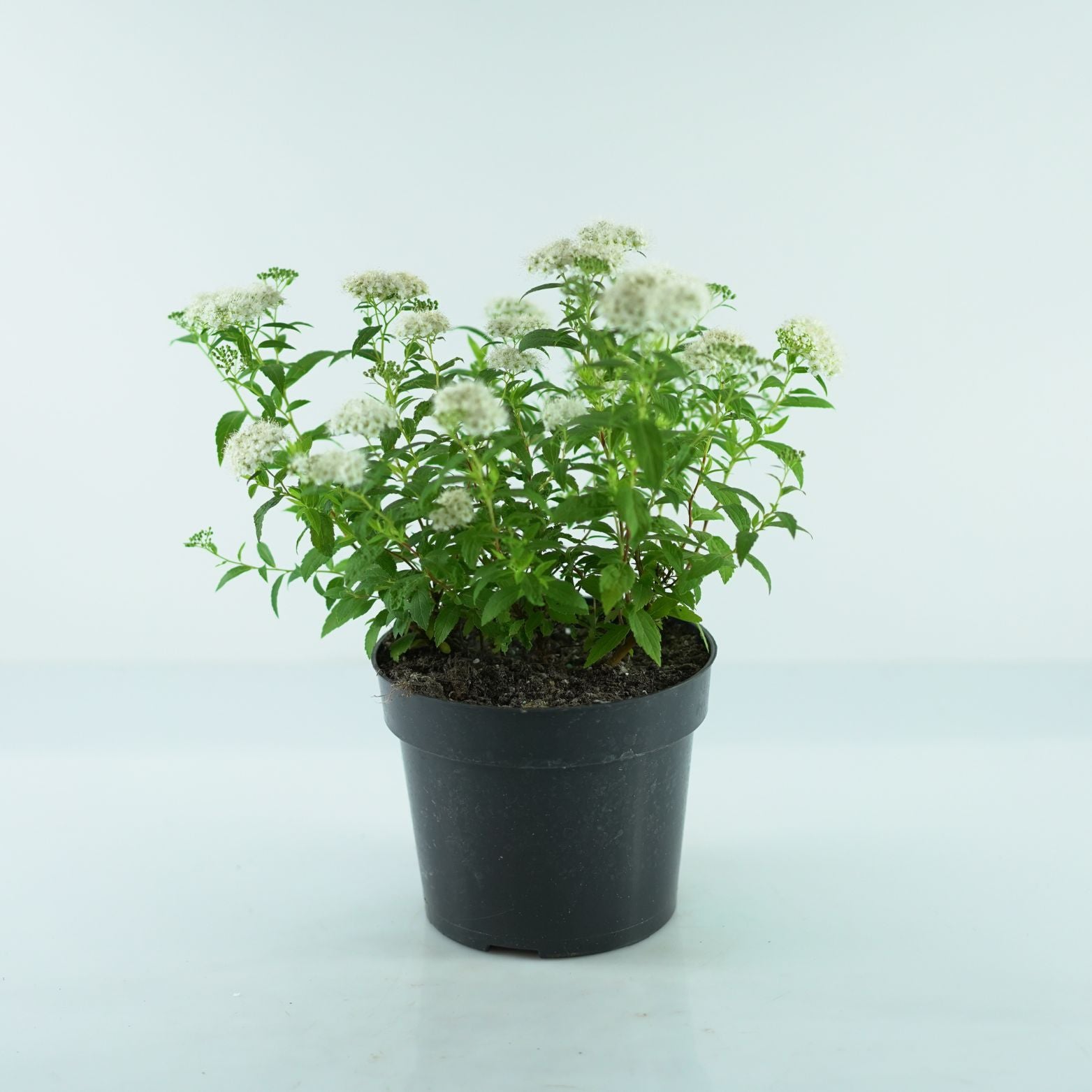 SPIRAEA JAPONICA 'Albiflora' Tawuła japońska