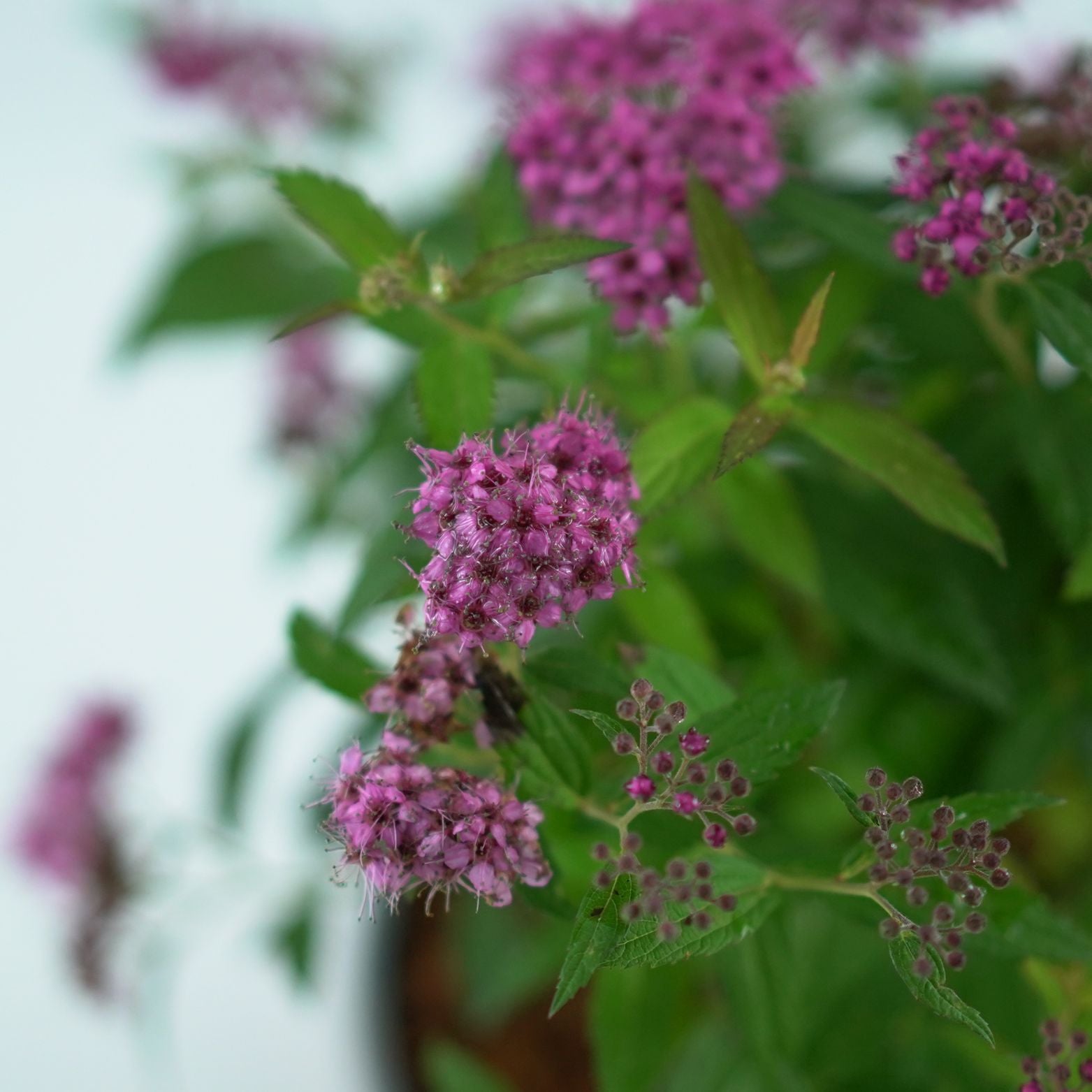 SPIRAEA JAPONICA 'Anthony Waterer' Tawuła