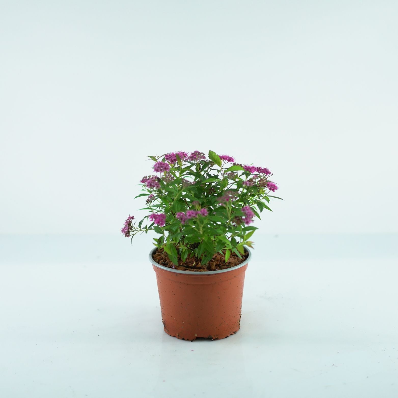 SPIRAEA JAPONICA 'Anthony Waterer' Tawuła
