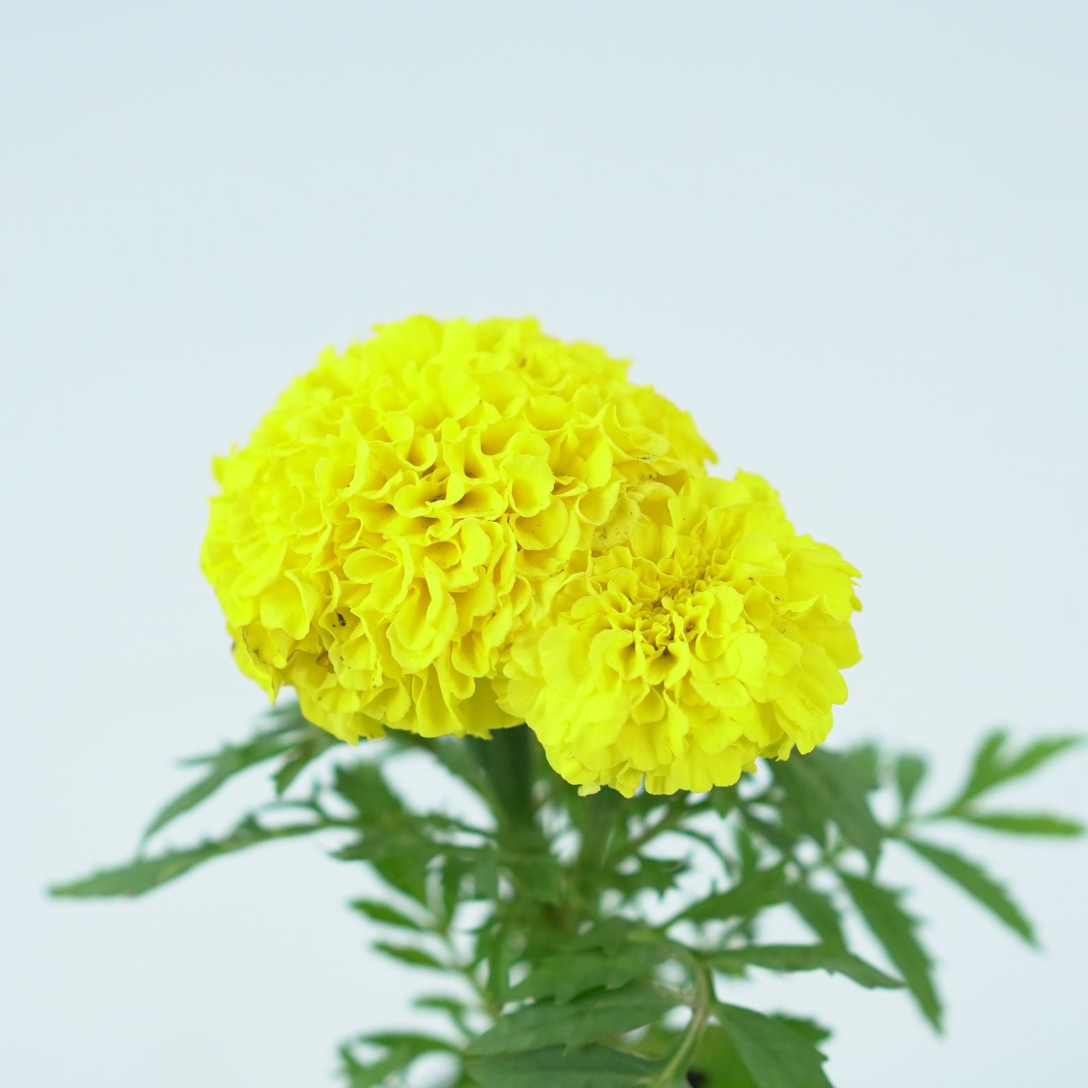 TAGETES ERECTA Aksamitka wzniesiona