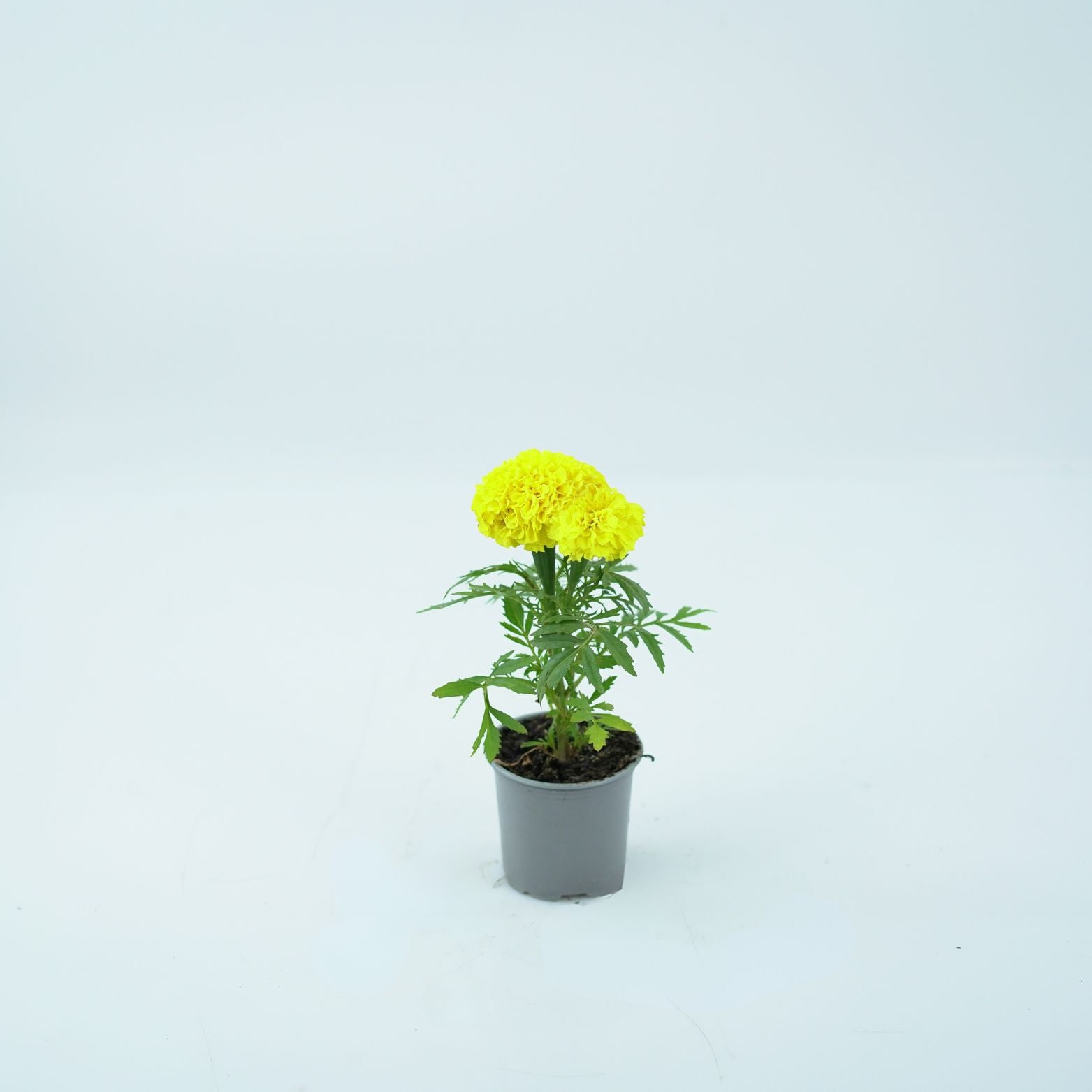 TAGETES ERECTA Aksamitka wzniesiona