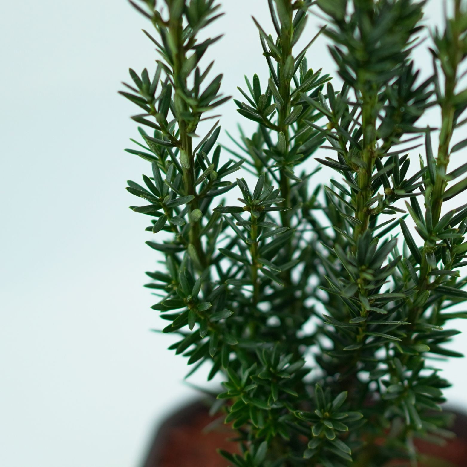 TAXUS MEDIA 'Hillii' Cis pośredni