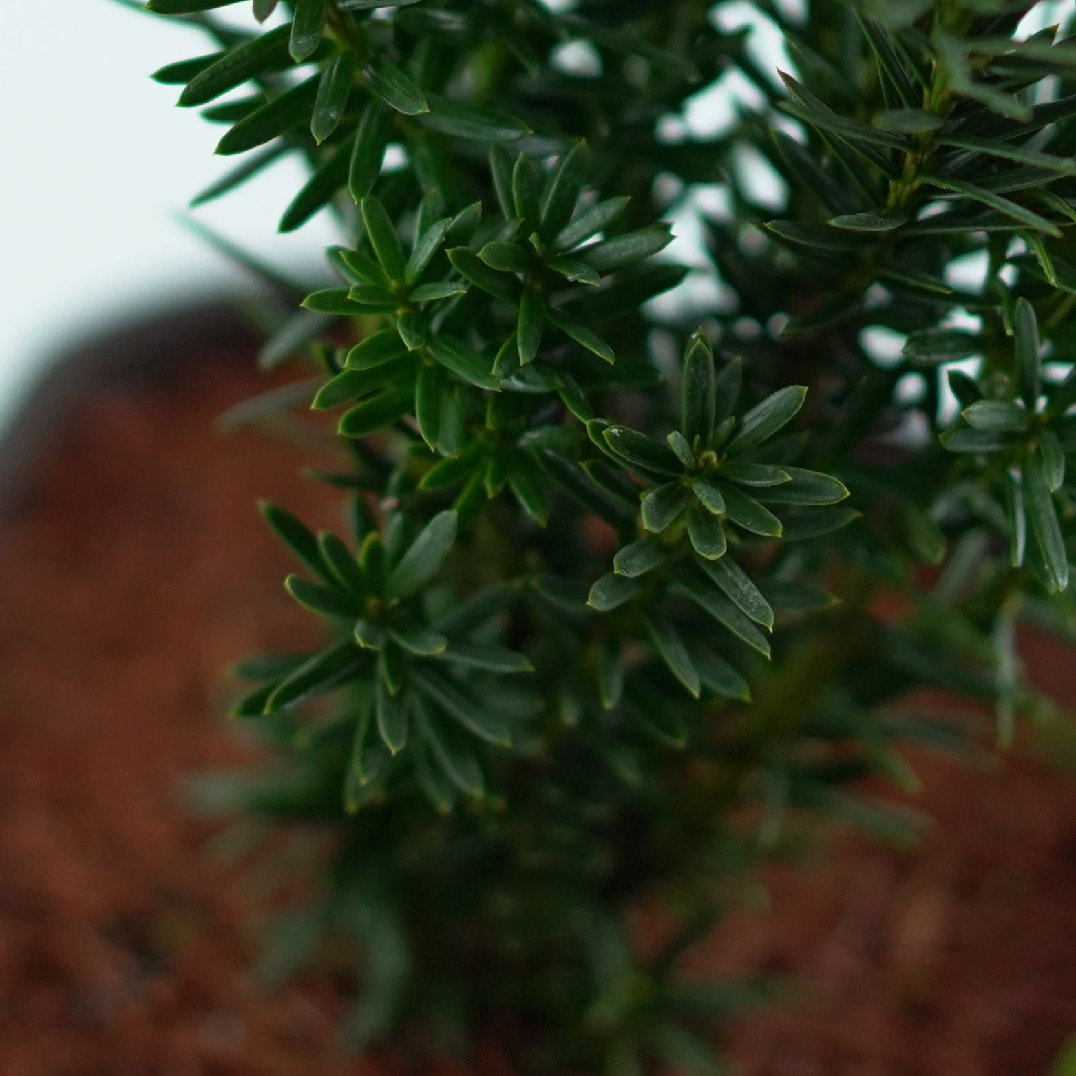 TAXUS MEDIA 'Hillii' Cis pośredni