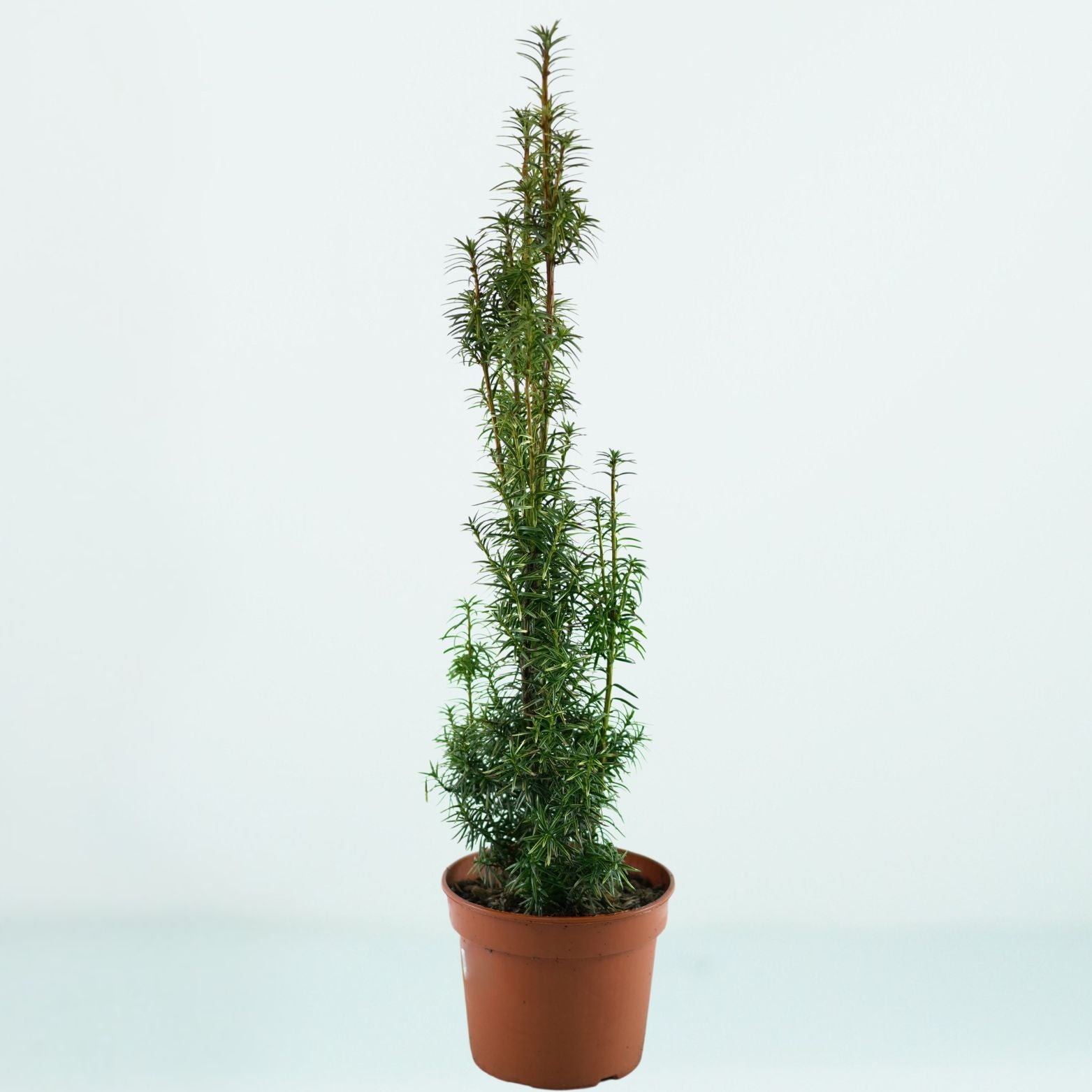 TAXUS MEDIA 'Stefania' Cis pośredni
