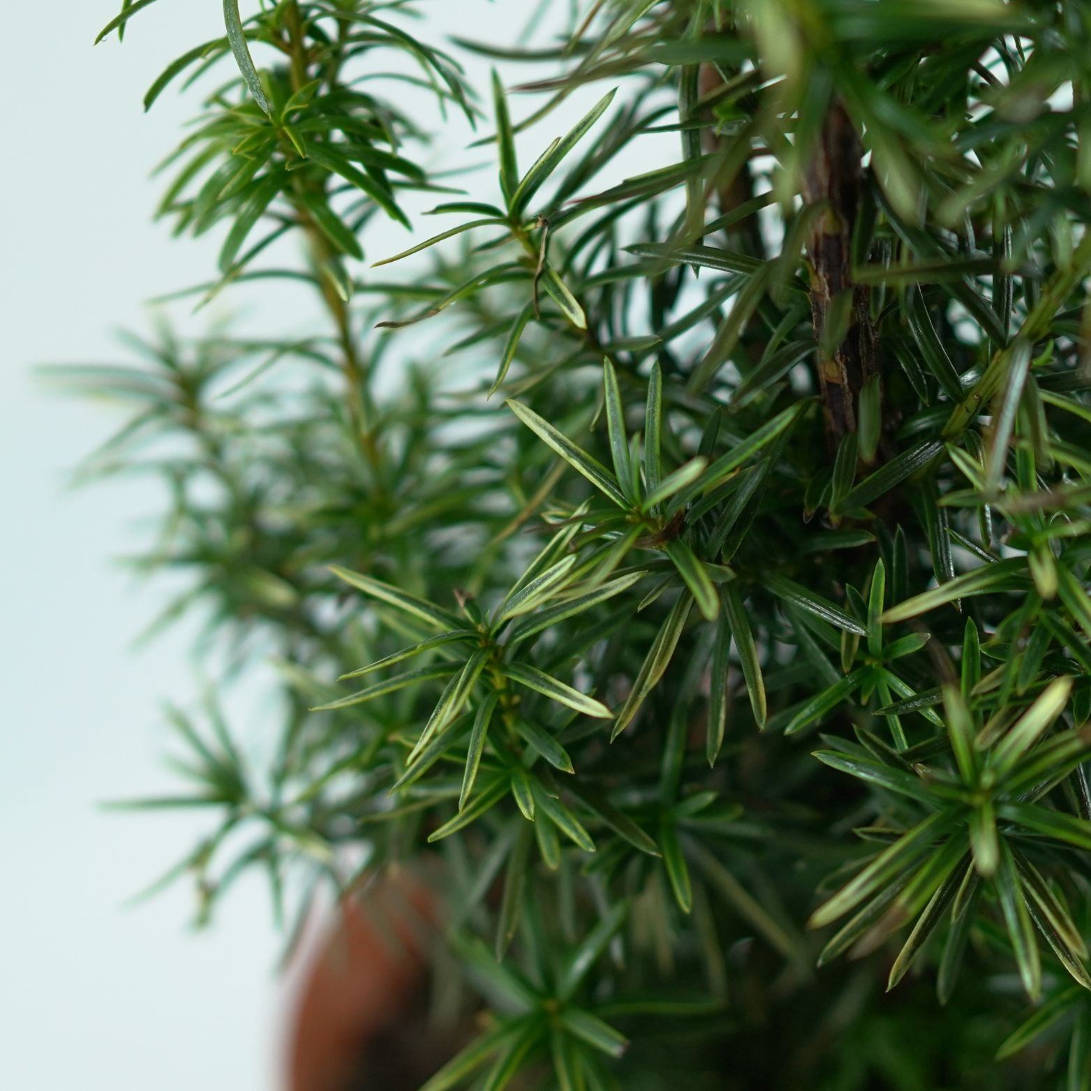 TAXUS MEDIA 'Stefania' Cis pośredni