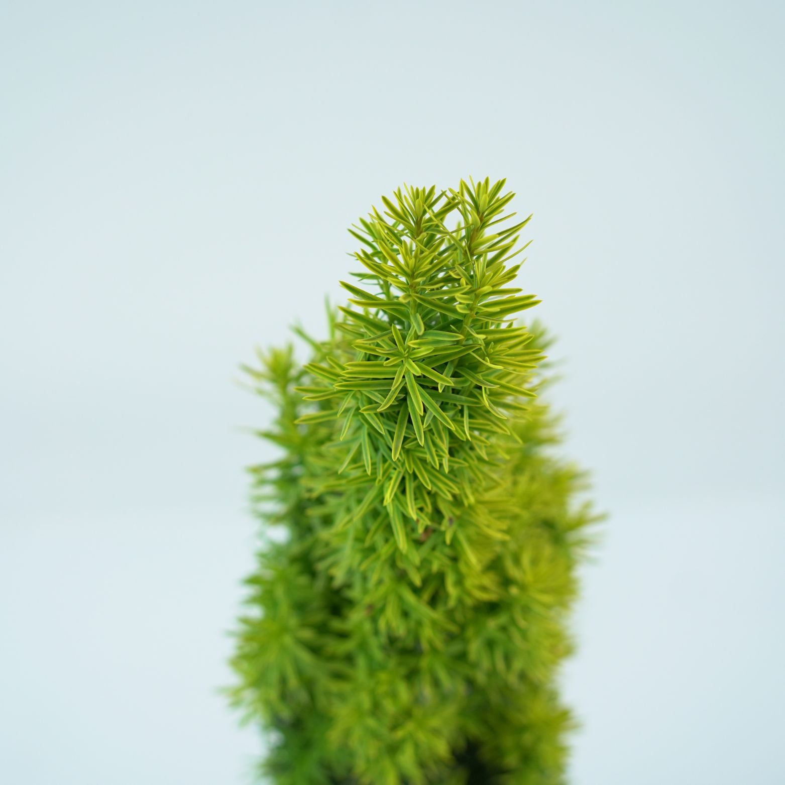 TAXUS BACCATA 'DAVID' Cis pospolity