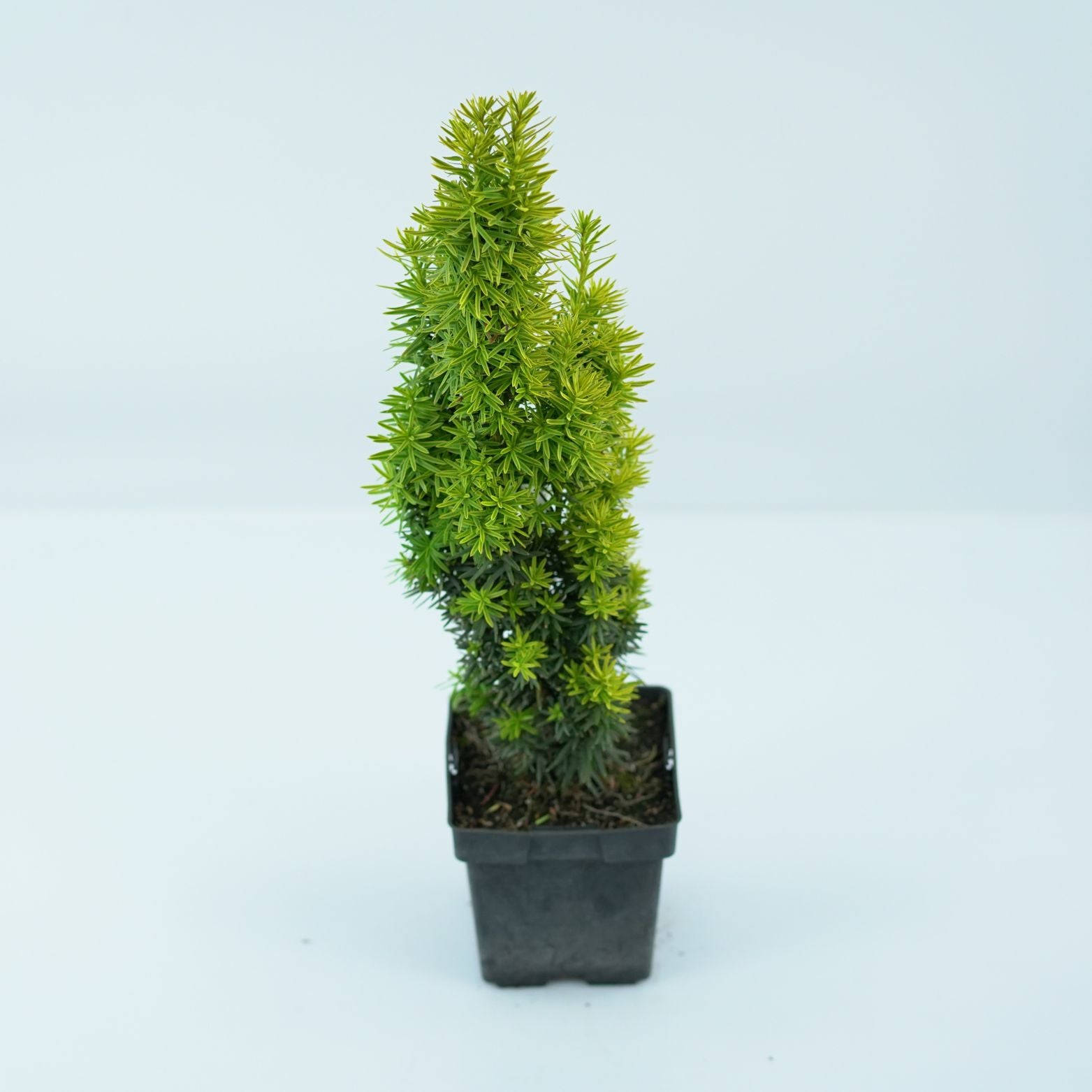 TAXUS BACCATA 'DAVID' Cis pospolity