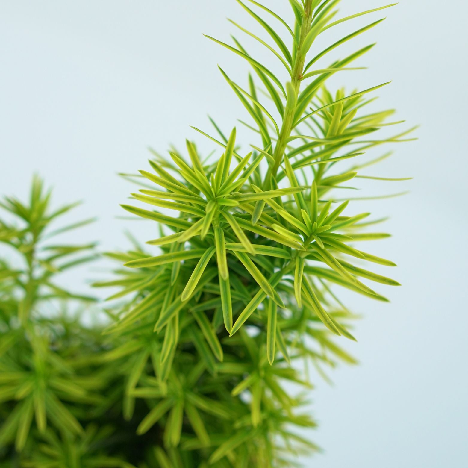 TAXUS BACCATA 'KRZYSZTOF' Cis pospolity
