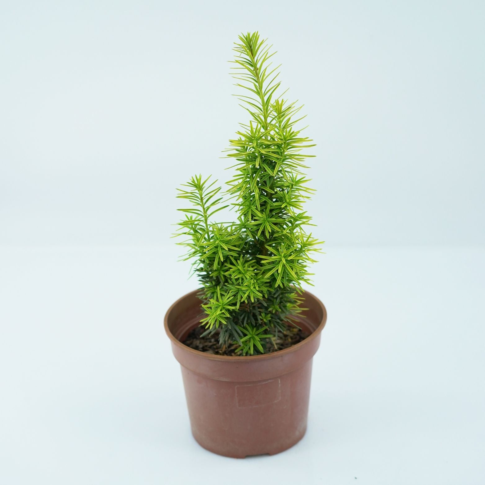 TAXUS BACCATA 'KRZYSZTOF' Cis pospolity