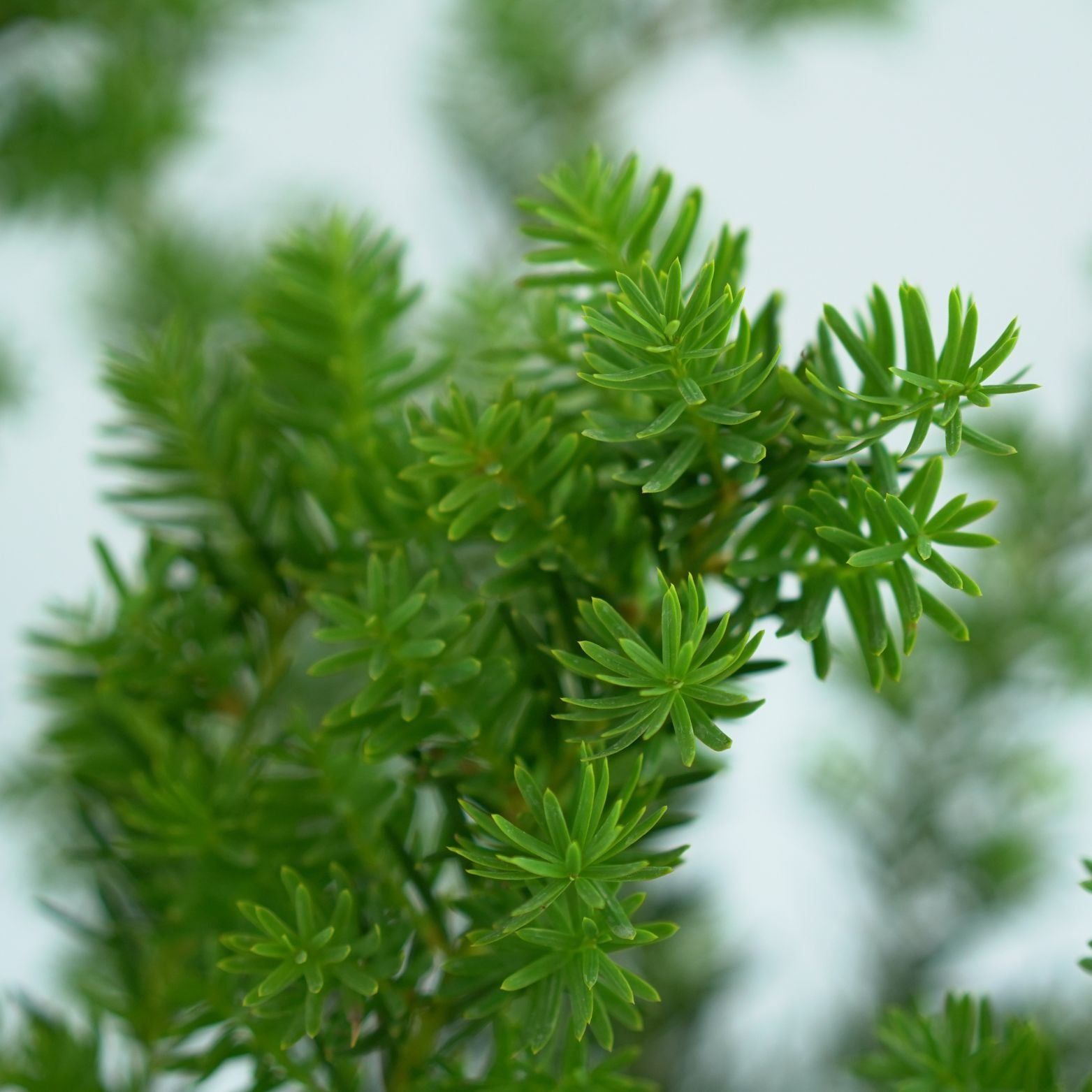 TAXUS MEDIA 'FARMEN' Cis pośredni
