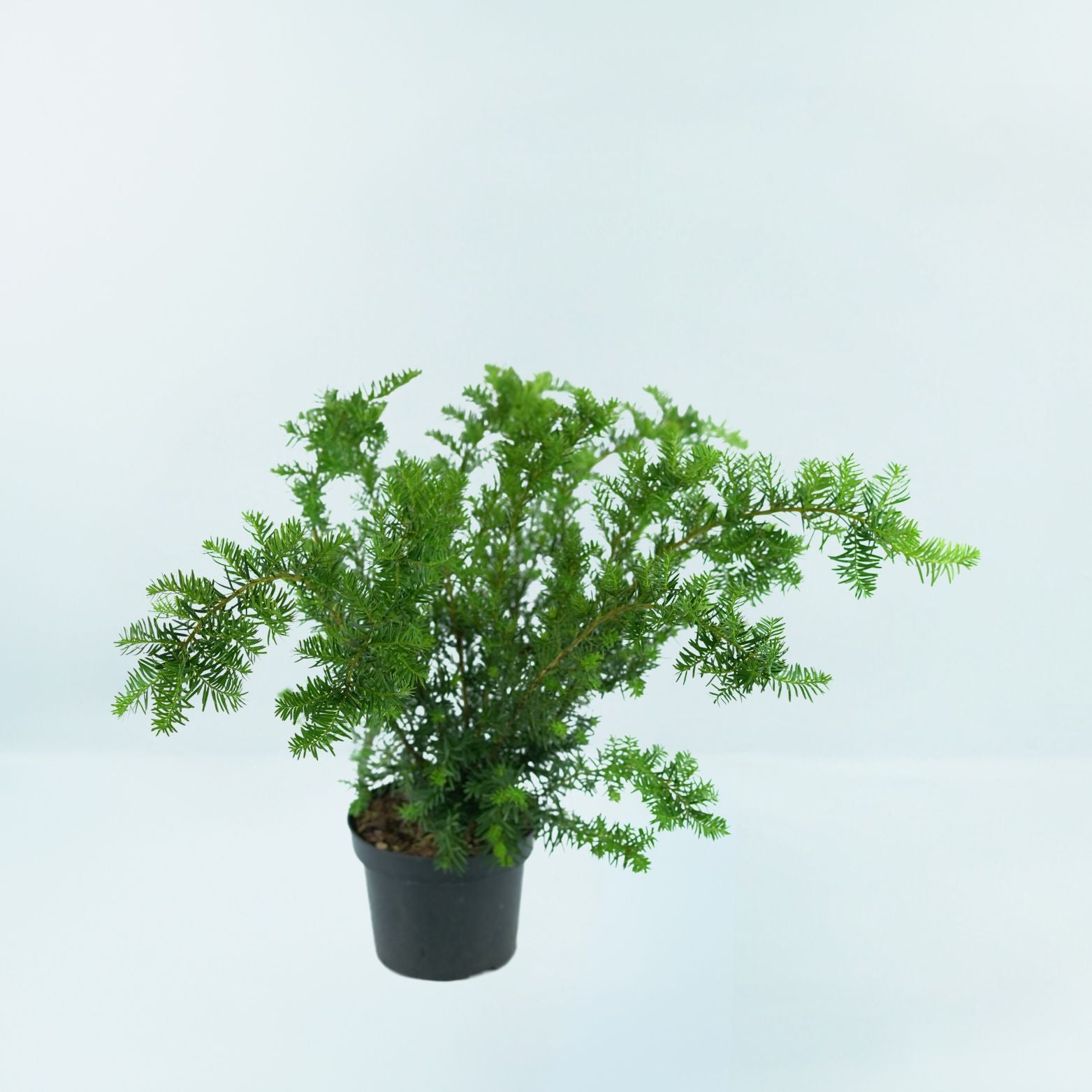 TAXUS MEDIA 'FARMEN' Cis pośredni