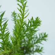 TAXUS MEDIA 'HICKSII' Cis pośredni