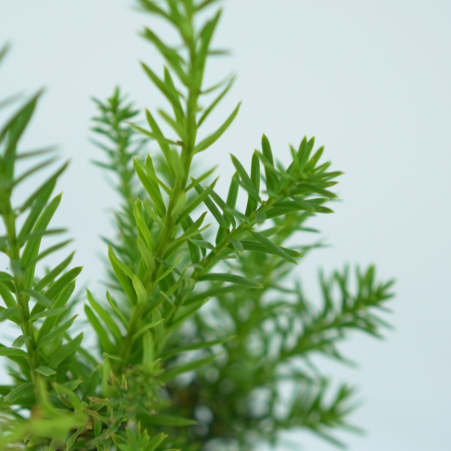 TAXUS MEDIA 'HICKSII' Cis pośredni